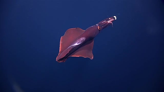 海洋生物心鳍鞭鱿其实是广鳍八腕鱿