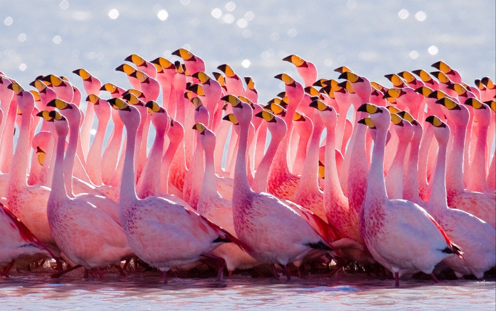 活动作品走近克学爱死亡与火烈鸟