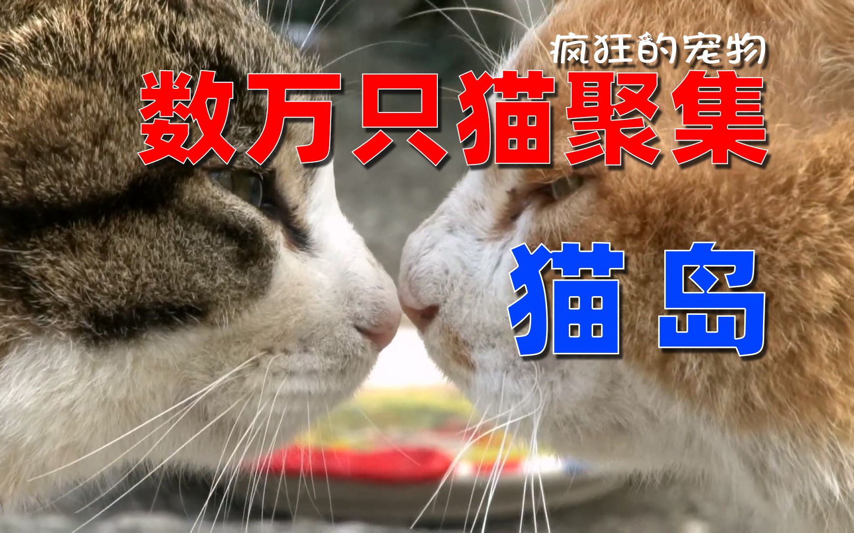 猫咪的天堂,世界著名的“猫岛”,居住着数万只猫哔哩哔哩bilibili