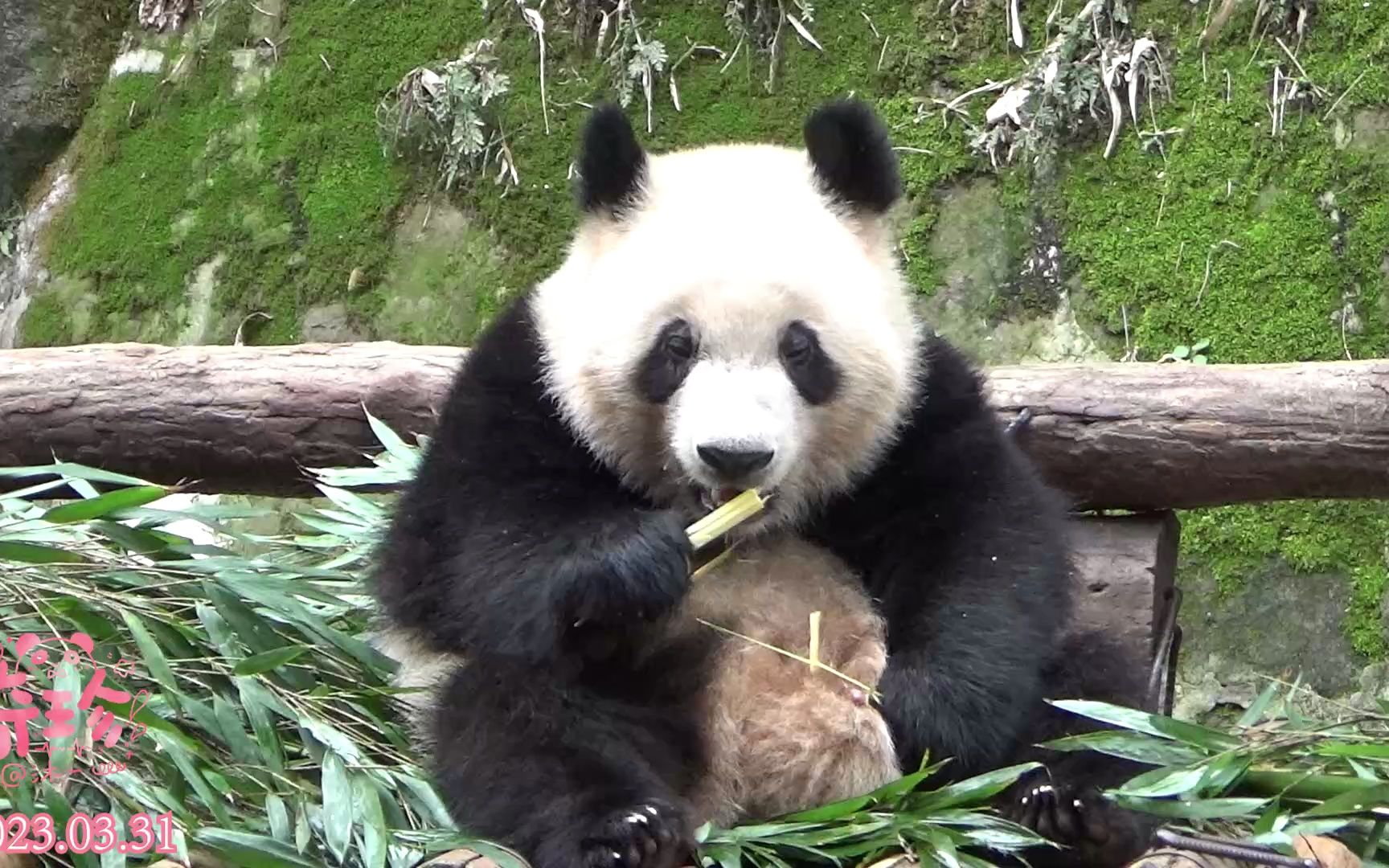 3.31大熊猫奇珍,吃播也是珍阔爱吖~(坐起来就看见黑粉镜头,委屈~)
