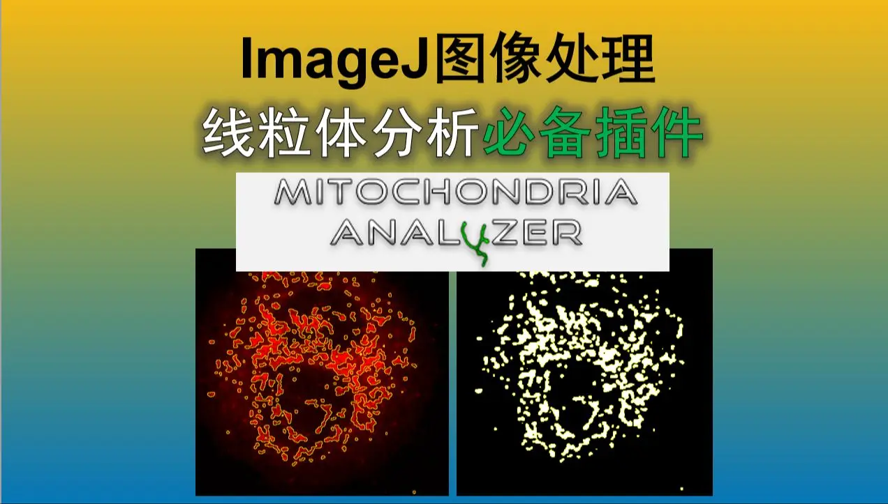 『超实用』ImageJ图像处理 - 线粒体分析必备插件_哔哩哔哩_bilibili