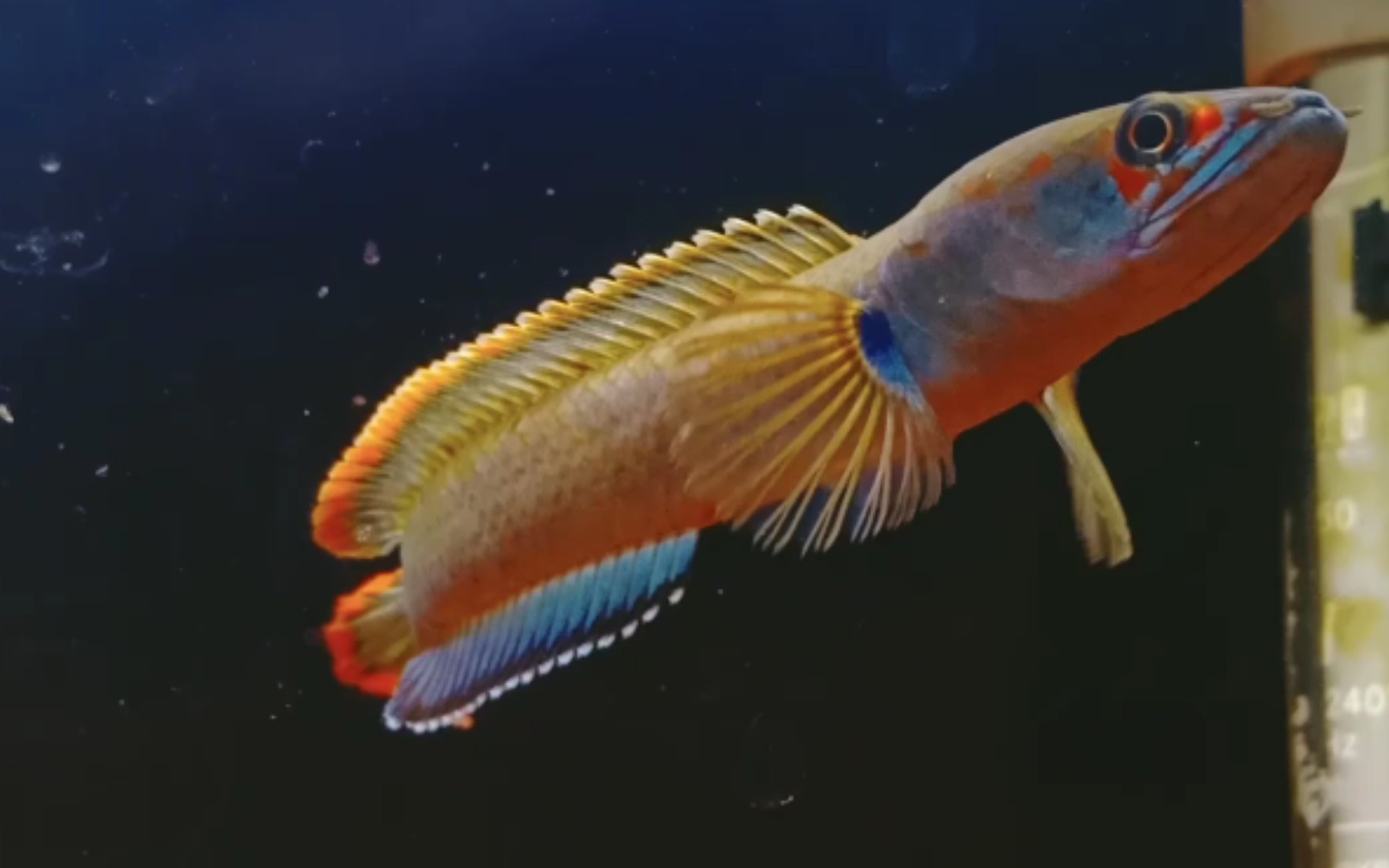 血斑一型雷龙【冰火雷龙】