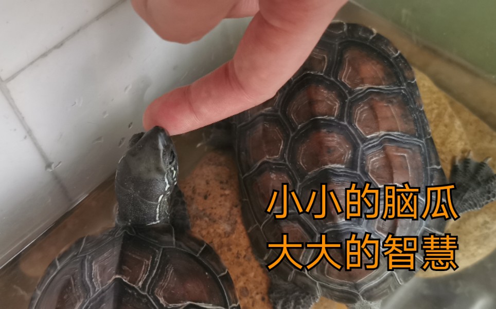 中华草龟当我把手喂到龟龟嘴边