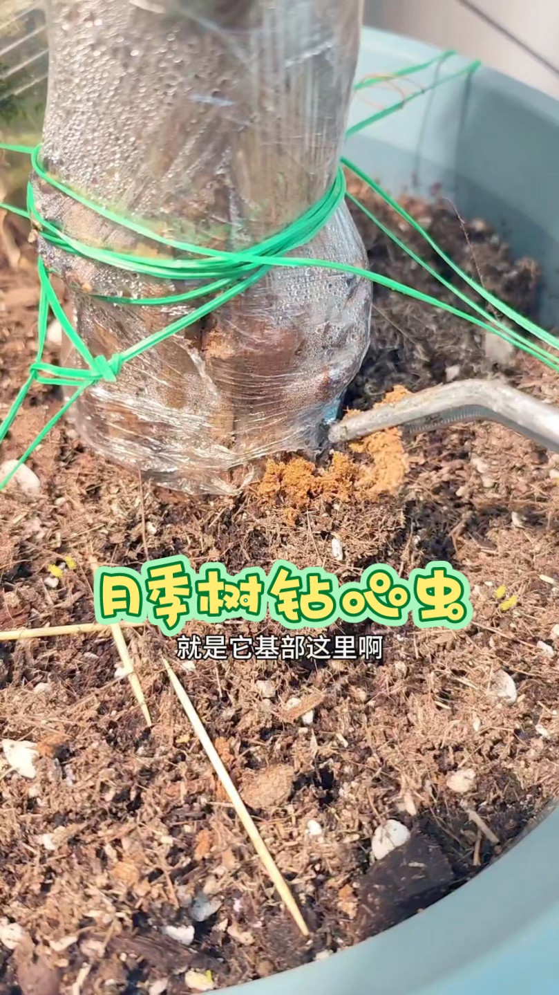 月季树干被钻心虫啃了个洞,用擒天牛轻松解决,果树等遭受天牛困扰也能