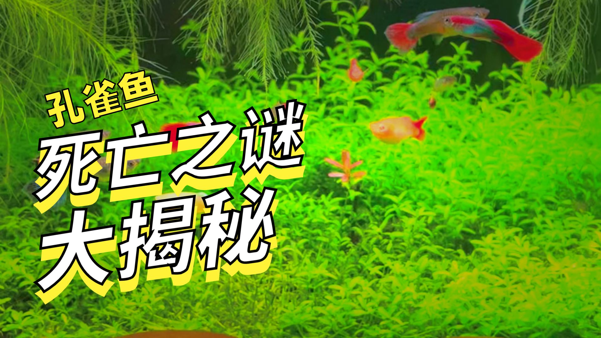 网购孔雀鱼靠谱吗？
