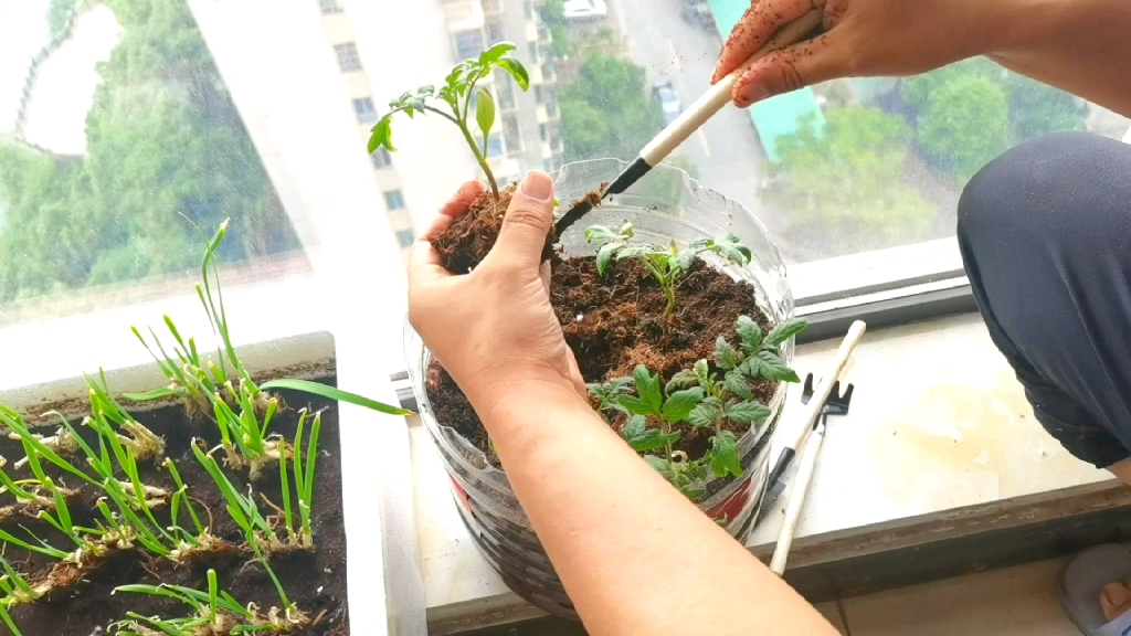 [图]生活的仪式感：种瓜得瓜种豆得豆！种点菜生活才有滋有味，是吗？