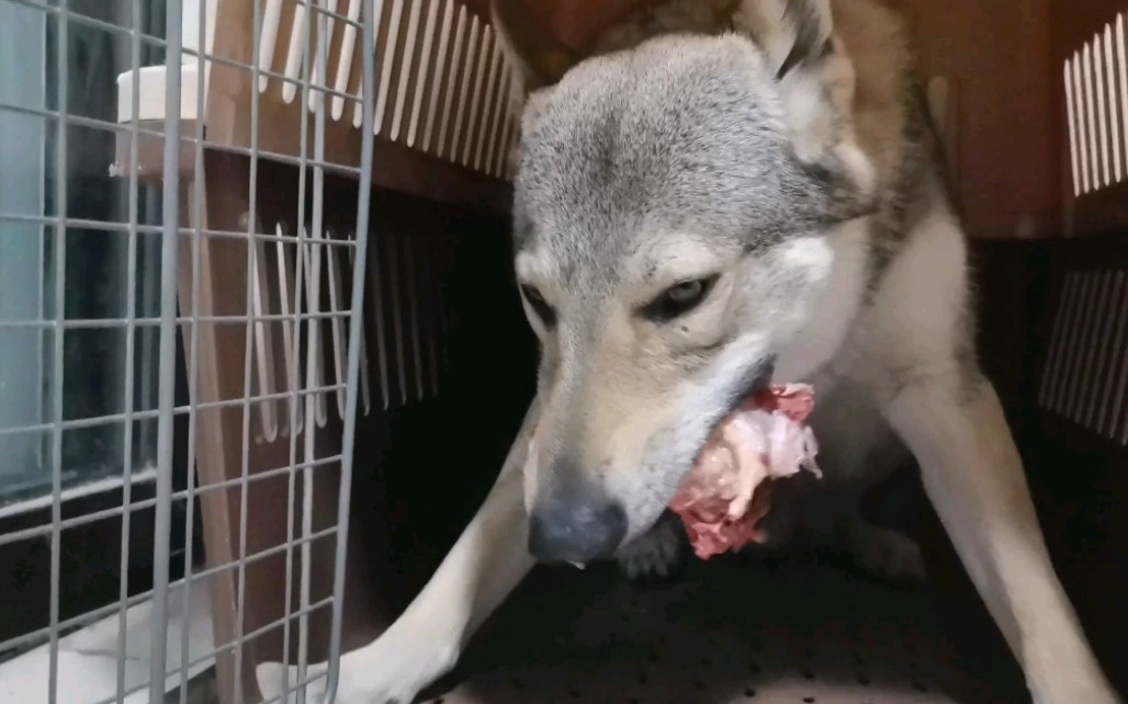 捷克狼犬有人說狗狗吃生骨肉會變得更有野性是這樣嗎