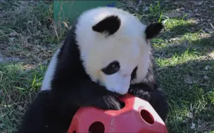 Скачать видео: 【大熊猫秦大朵 锦小七】大朵玩什么玩具，小七哥哥就要跟在屁股后面玩什么玩具。大朵真的是个有礼貌的小熊熊，懂的谦让