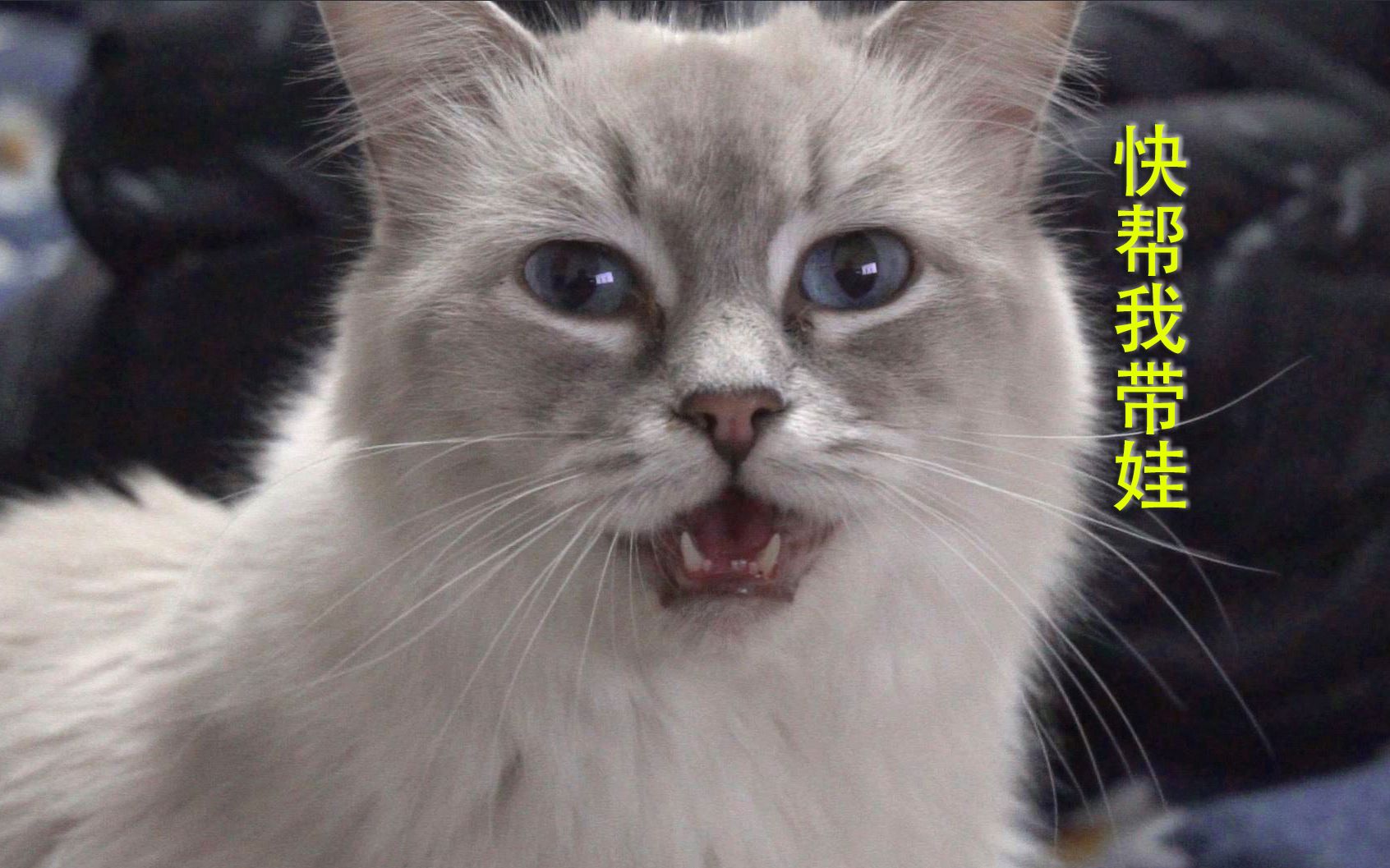 布偶猫旺旺家族24天了有个别小朋友已经开始长牙齿了要准备开始训练吃