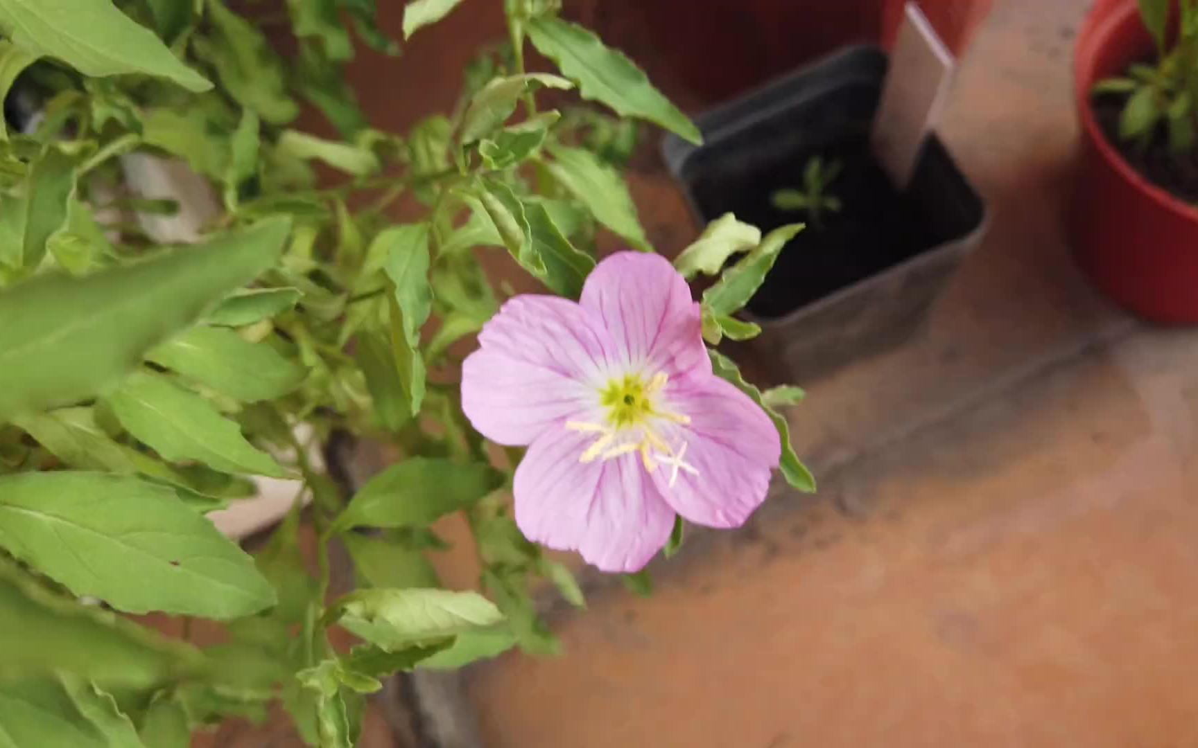 园艺|美丽月见草开啦,要搬家啦,准备打包盆栽