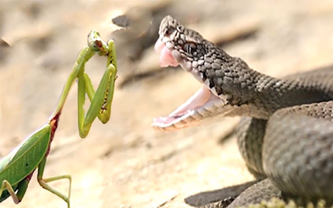 螳螂大战蛇图片