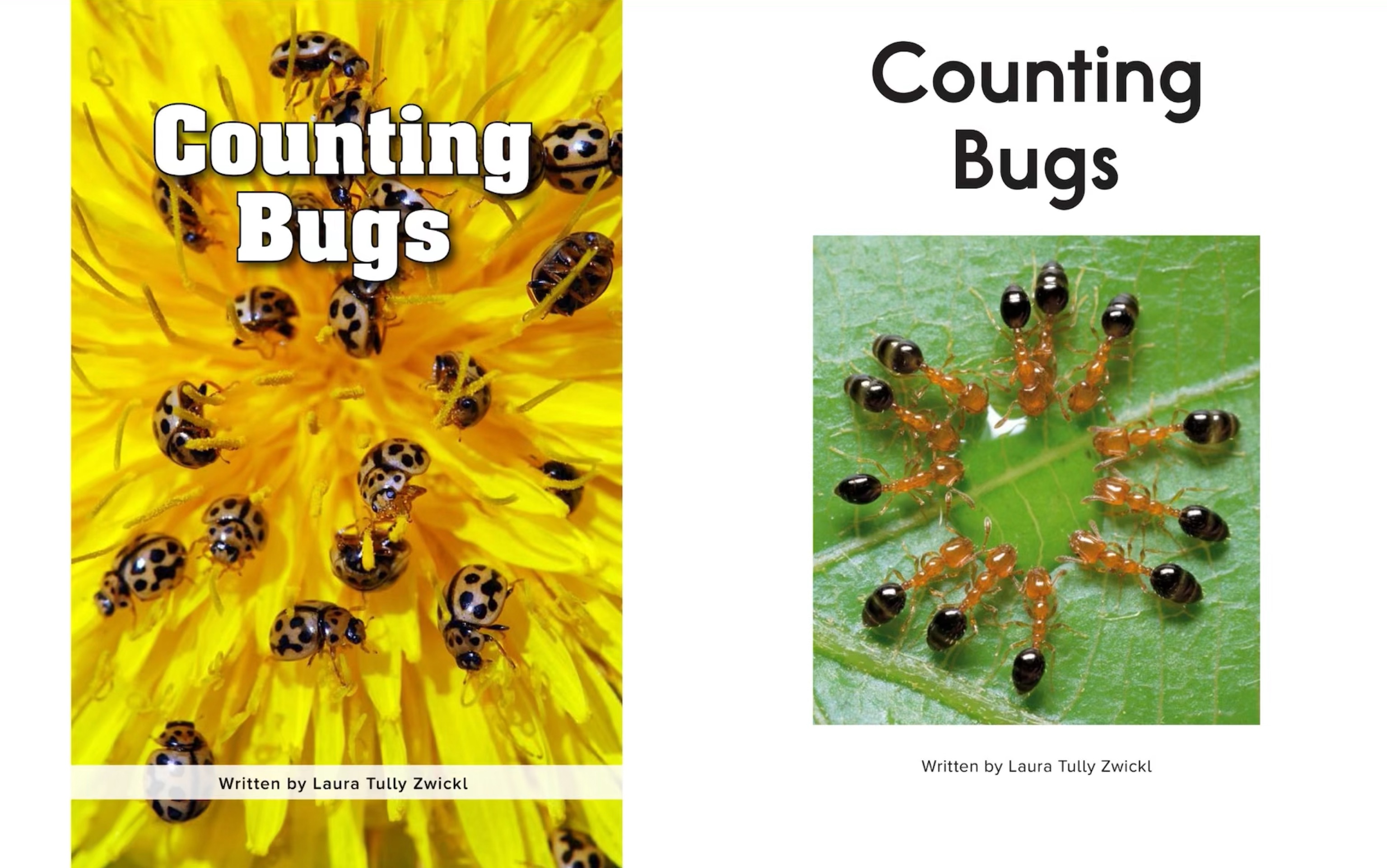 【raz 英语】aa-counting bugs