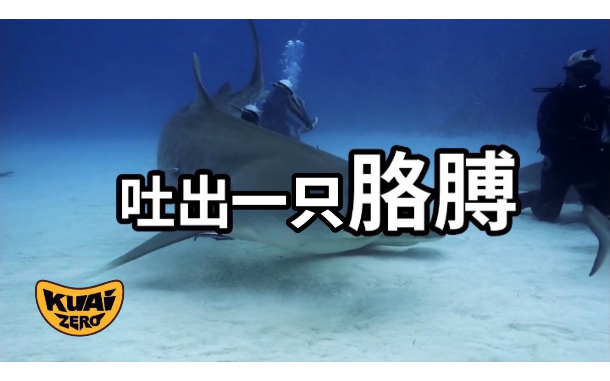 [图]2022/07/09【搬运·老高与小茉】水族馆的鲨鱼嘴里吐出一条胳膊，引出一个完美犯罪