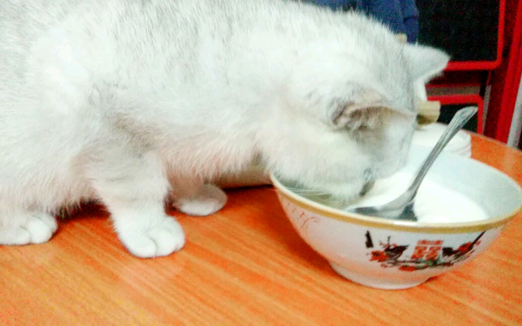 银渐层小奶猫小猫咪都这么爱喝酸奶的吗
