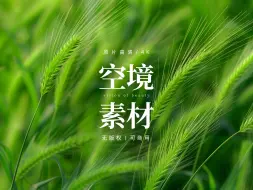 Download Video: 【免版权空镜】狗尾巴草绿植植物视频素材