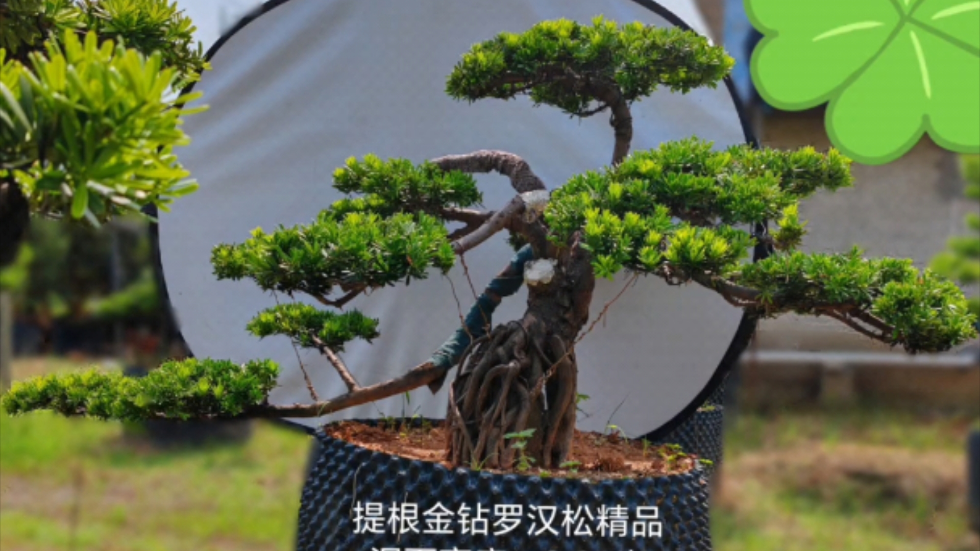 28公分提根金钻罗汉松大盆景