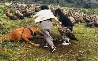 四川康定女游客徒手甩开分食马尸的秃鹫！她们的善意究竟是救赎还是破坏？