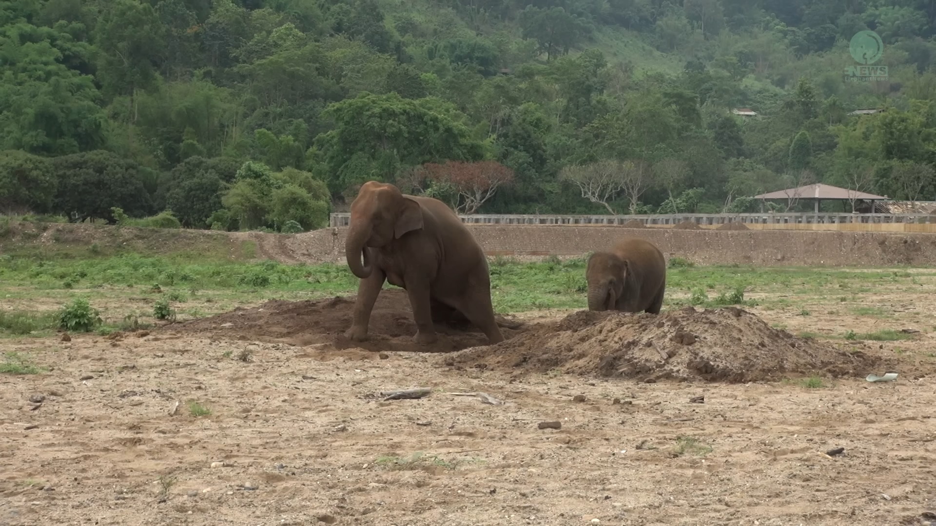 大象邦玛喜欢和她的宝宝一起享受干涸的泥坑-大象新闻