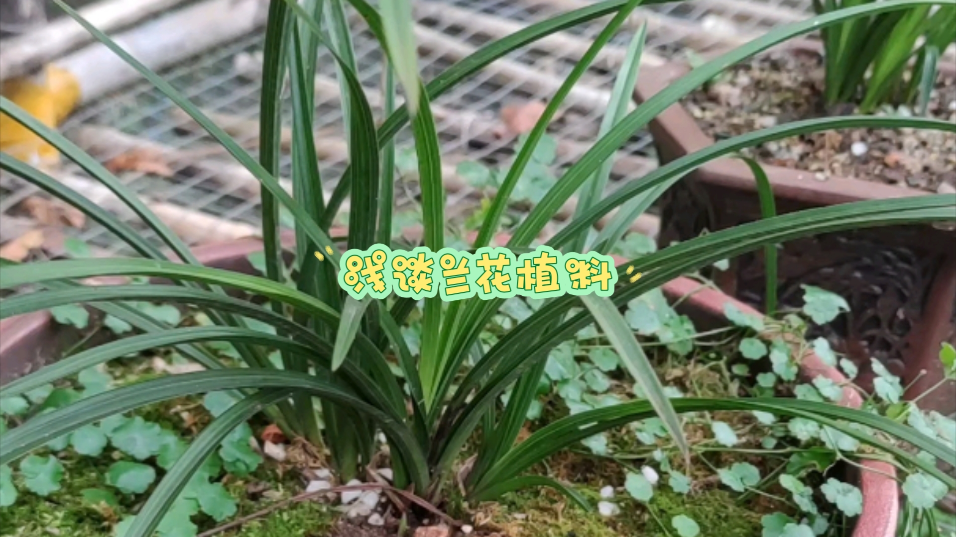 浅谈兰花植料,养不好兰花究竟原因在哪?哔哩哔哩bilibili