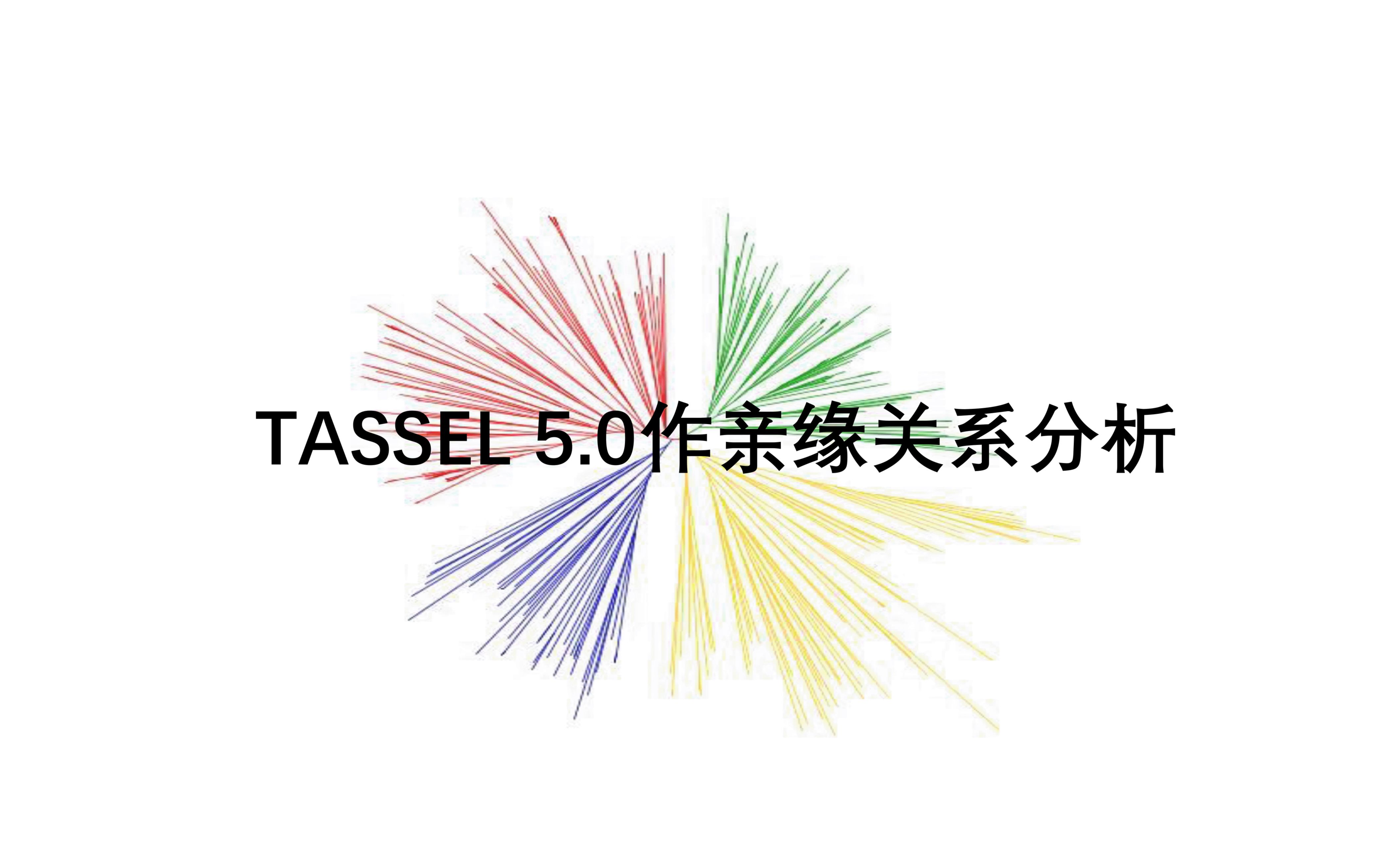 TASSEL亲缘关系分析哔哩哔哩bilibili