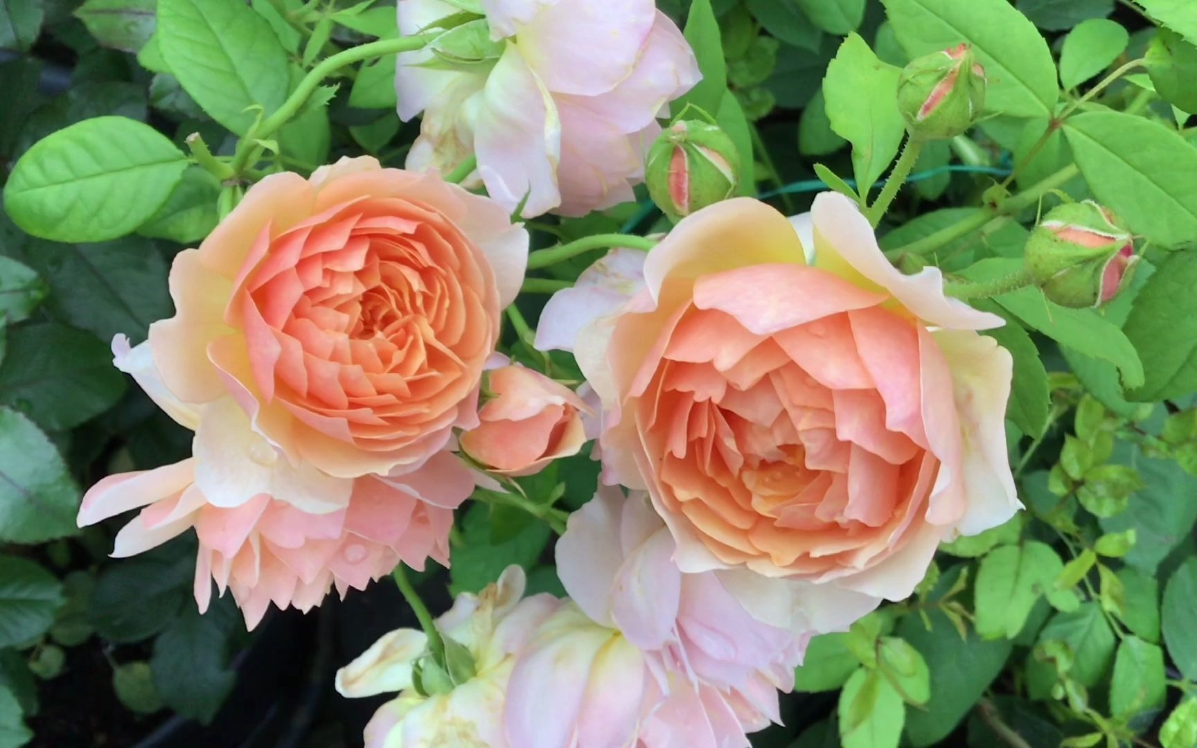 奥斯汀月季格蕾丝第二集