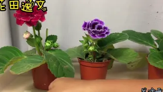 伊丽莎白女王公园的温室热带雨林有大量美丽等植物和鹦鹉等上百种鸟 有个精致等餐厅 有深谷花园 还有玫瑰园 还有百合盛开 哔哩哔哩 Bilibili