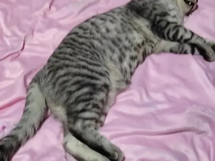 我的猫死了😭