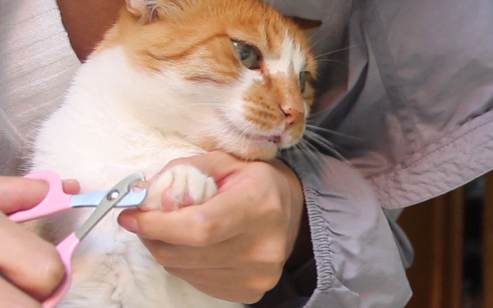 如何给凶巴巴的猫剪指甲不用猫包三招搞定安全快速不受伤