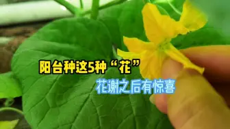 Descargar video: 阳台别再傻傻种花了，种这5种植物花期后有惊喜，好看还能吃！