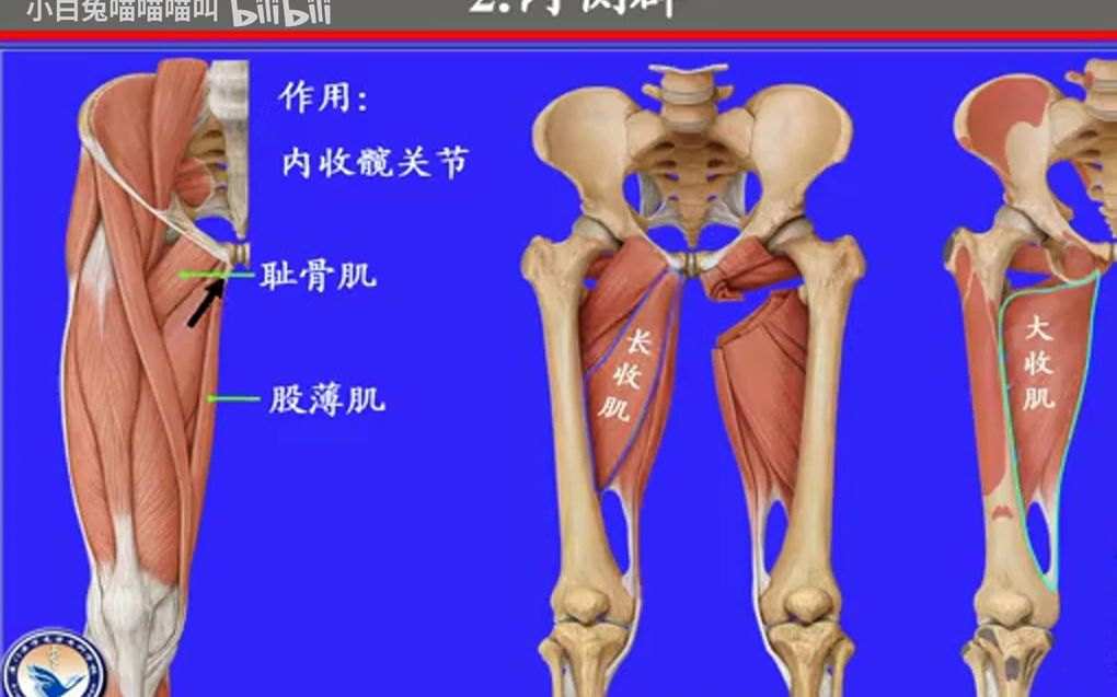 33.大腿肌——系统解剖学、局部解剖学——这一套就够了哔哩哔哩bilibili