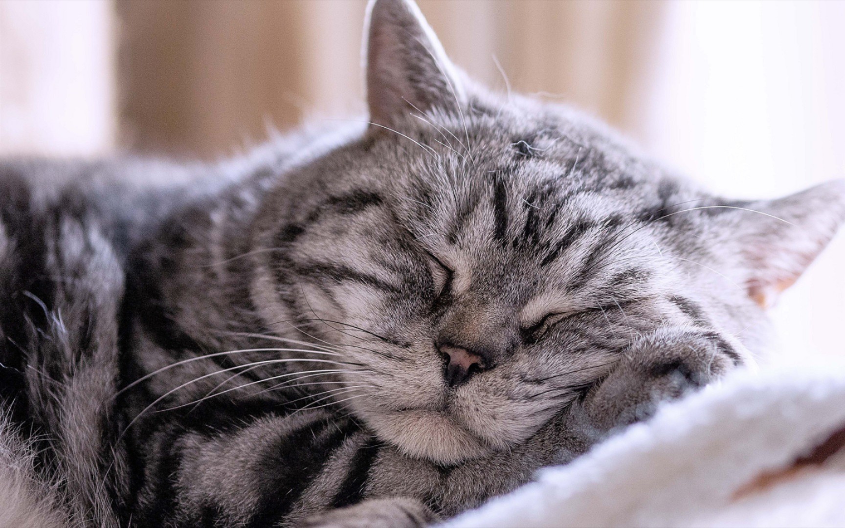 【百人百喵大会】猫睡觉的样子真的是千姿百态!可爱死了.