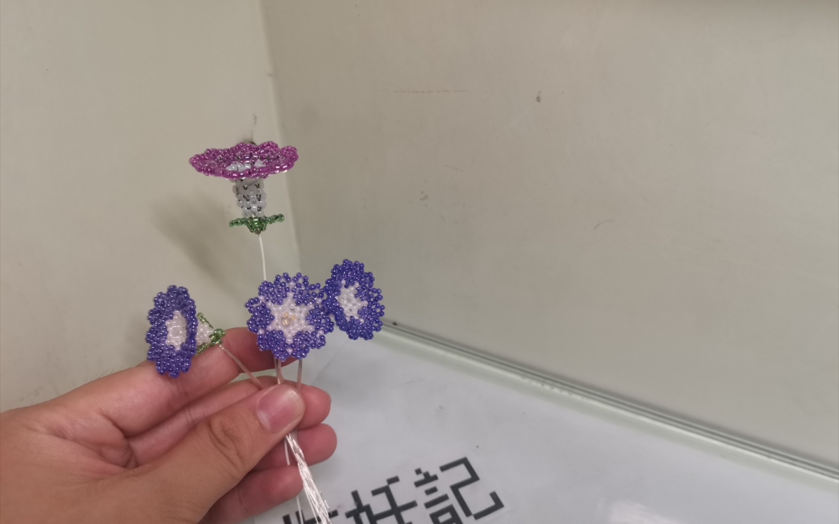 [图]牵牛花、喇叭花进度汇报