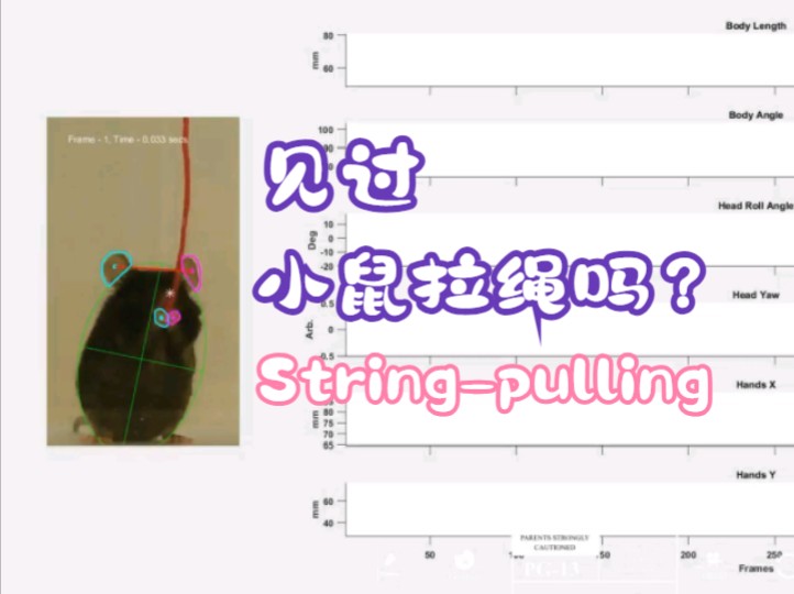 小鼠拉绳行为AI分析,Stringpulling by rodents哔哩哔哩bilibili