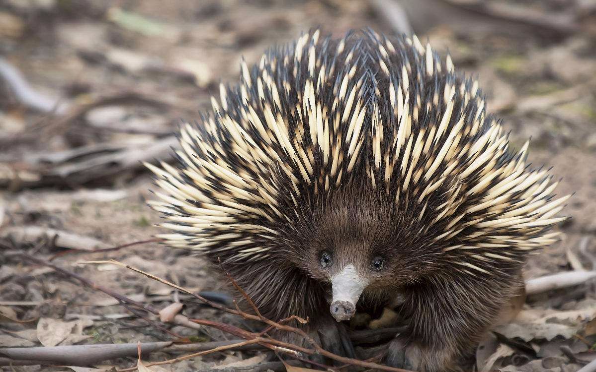 这个身披硬刺的小萌物也是卵生哺乳动物,澳洲针鼹了解一下?