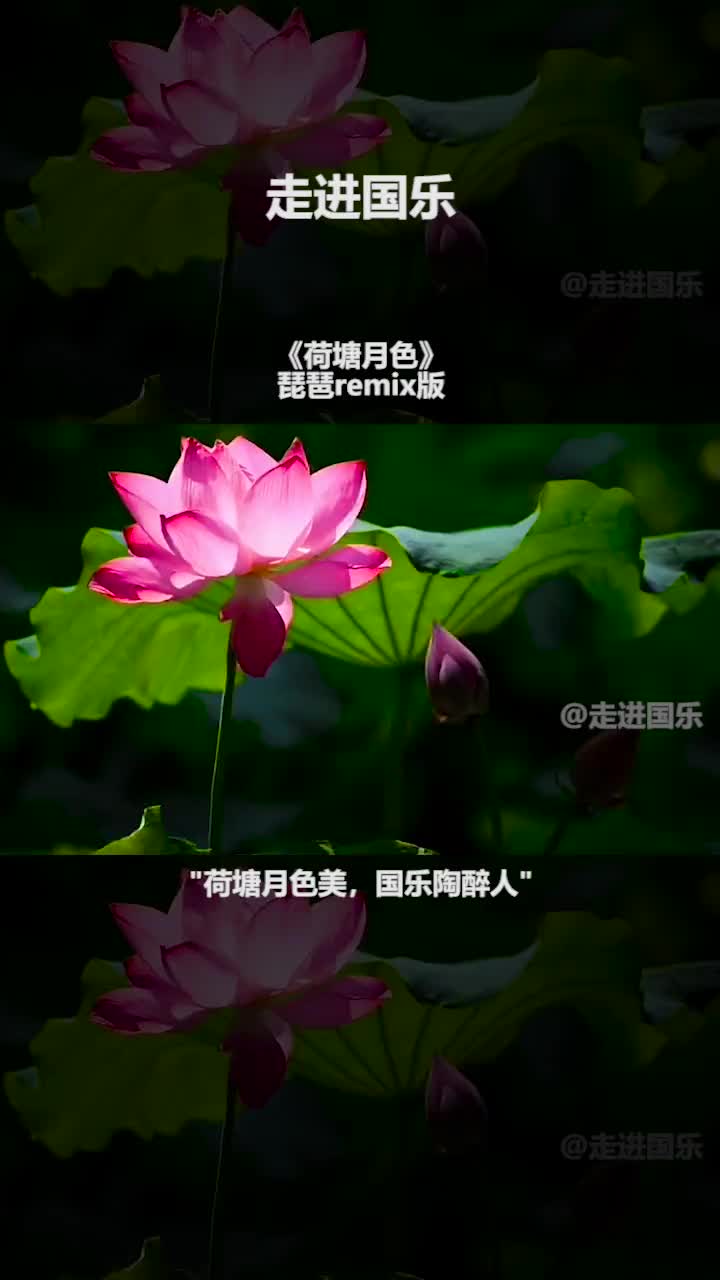 走进国乐荷塘月色美国乐陶醉人民族乐器琵琶纯音乐