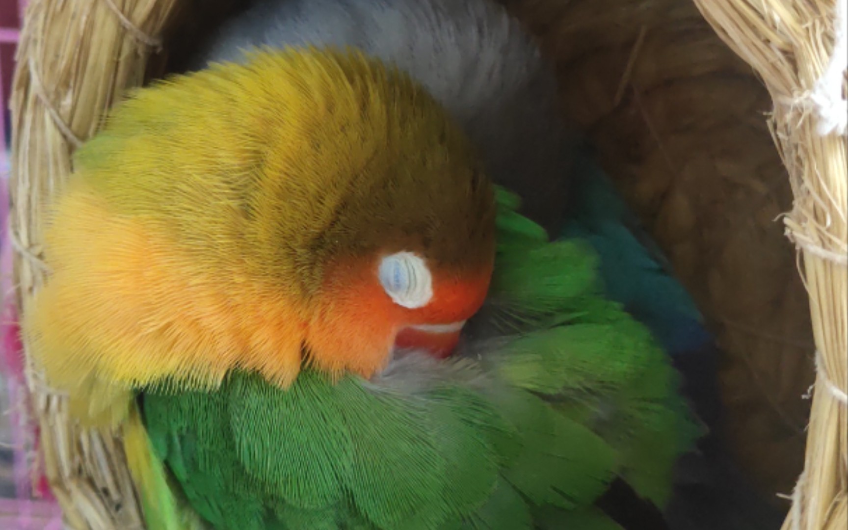 虎皮鹦鹉正常睡觉姿势图片