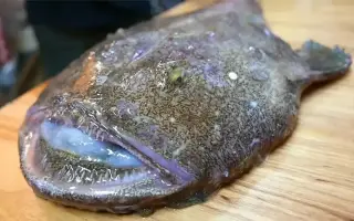 海怪鱼的做法 哔哩哔哩 Bilibili