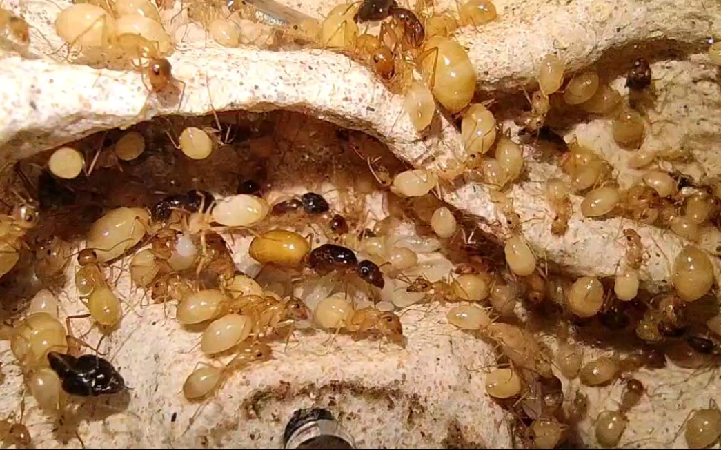 费氏弓背蚁-黑金,黑斑上个微距