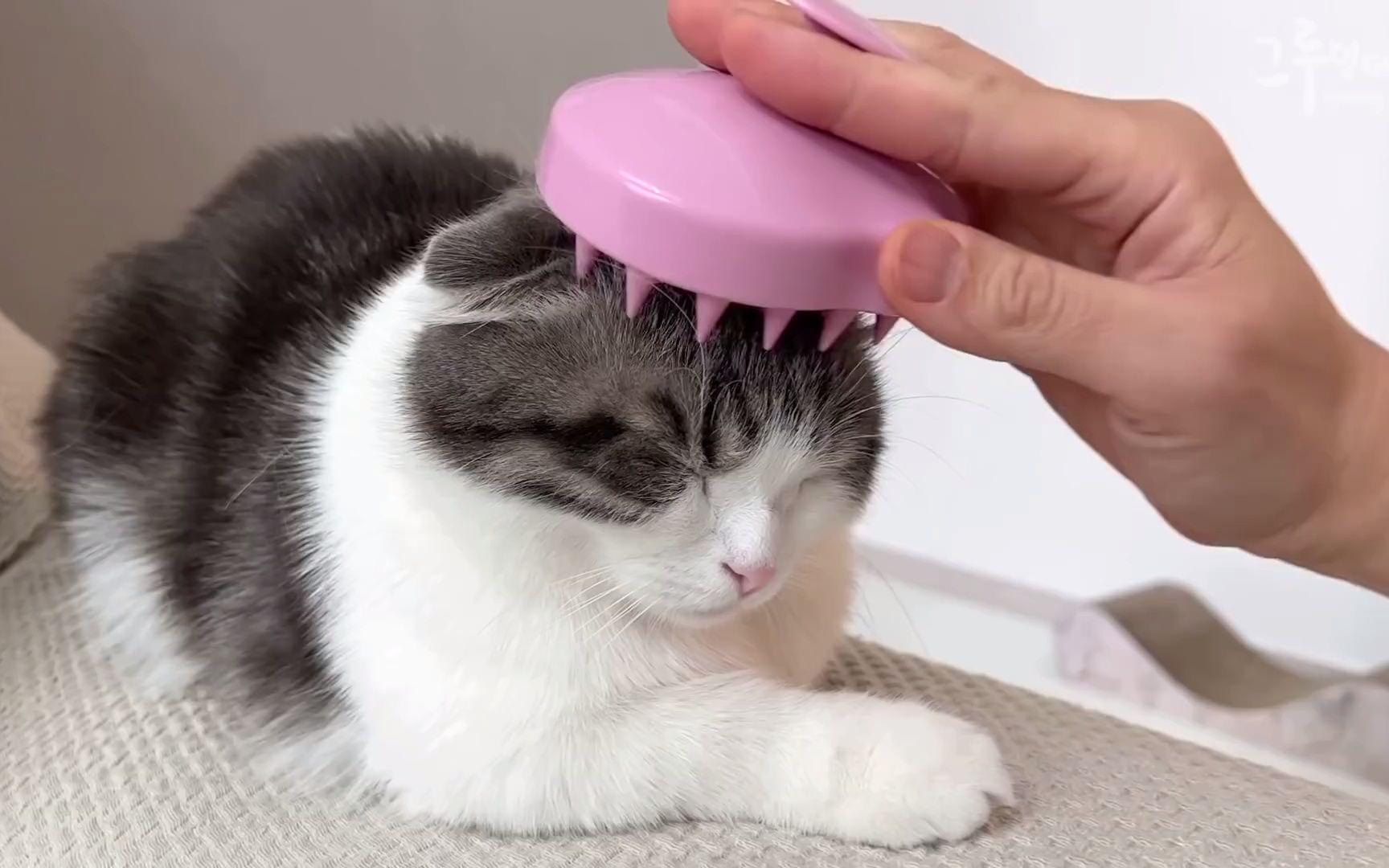 当小猫咪体验灵魂提取器按摩的话.
