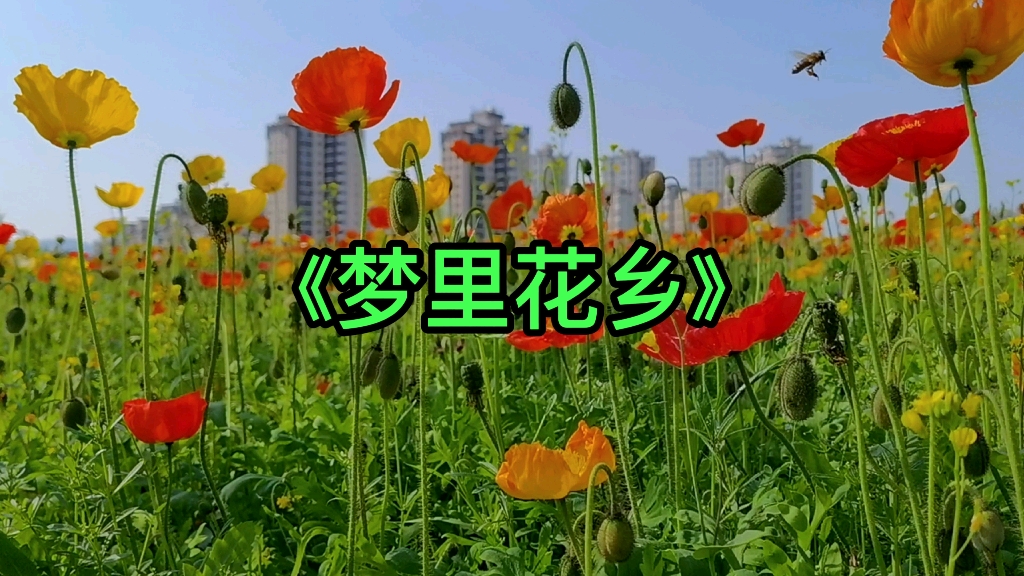 [图]看汉中天汉文化公园百花绽放，万紫千红。听一首《梦里花乡》，甜美动听，徜徉在花海里。