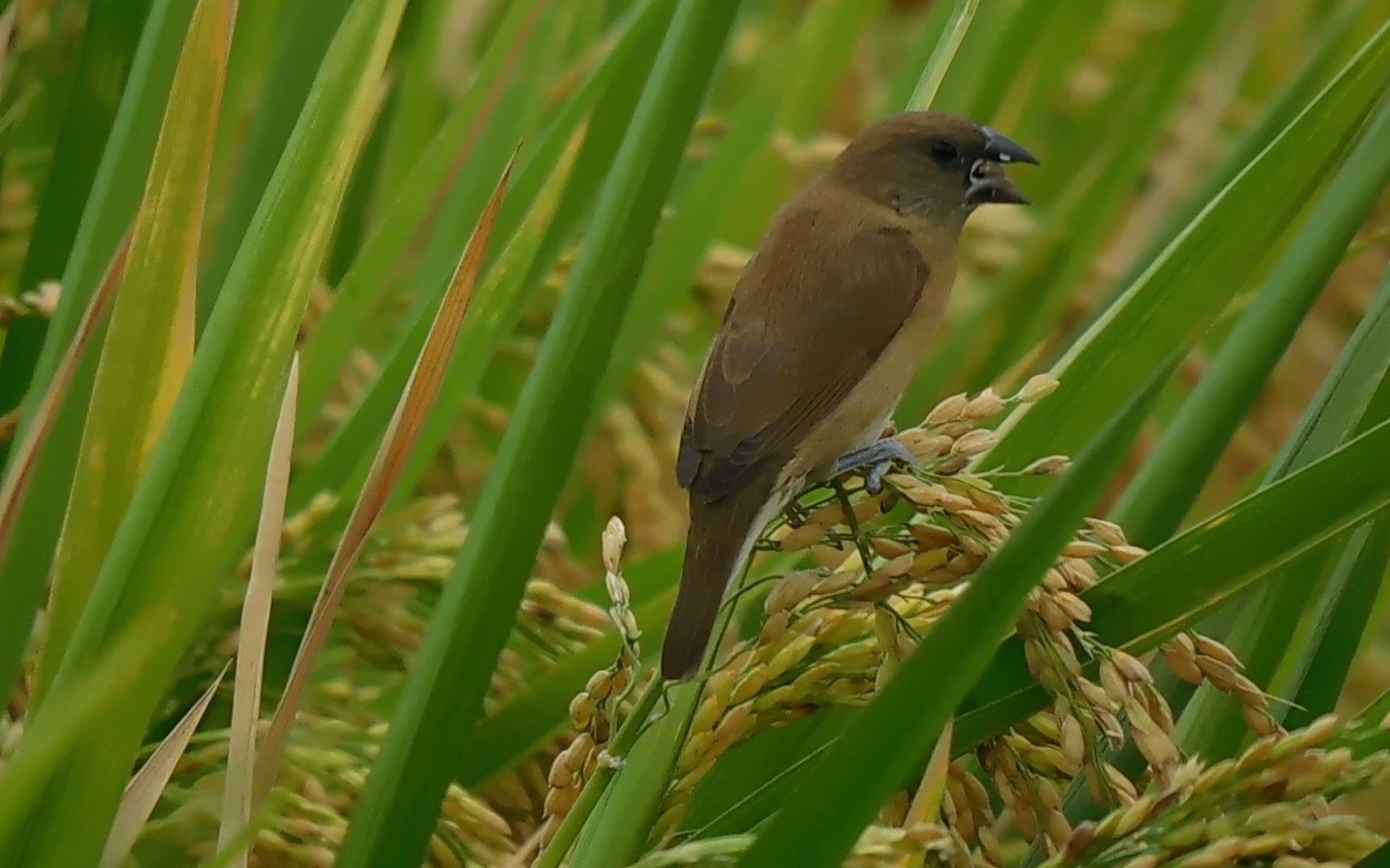 斑文鸟宝宝在吃稻谷!