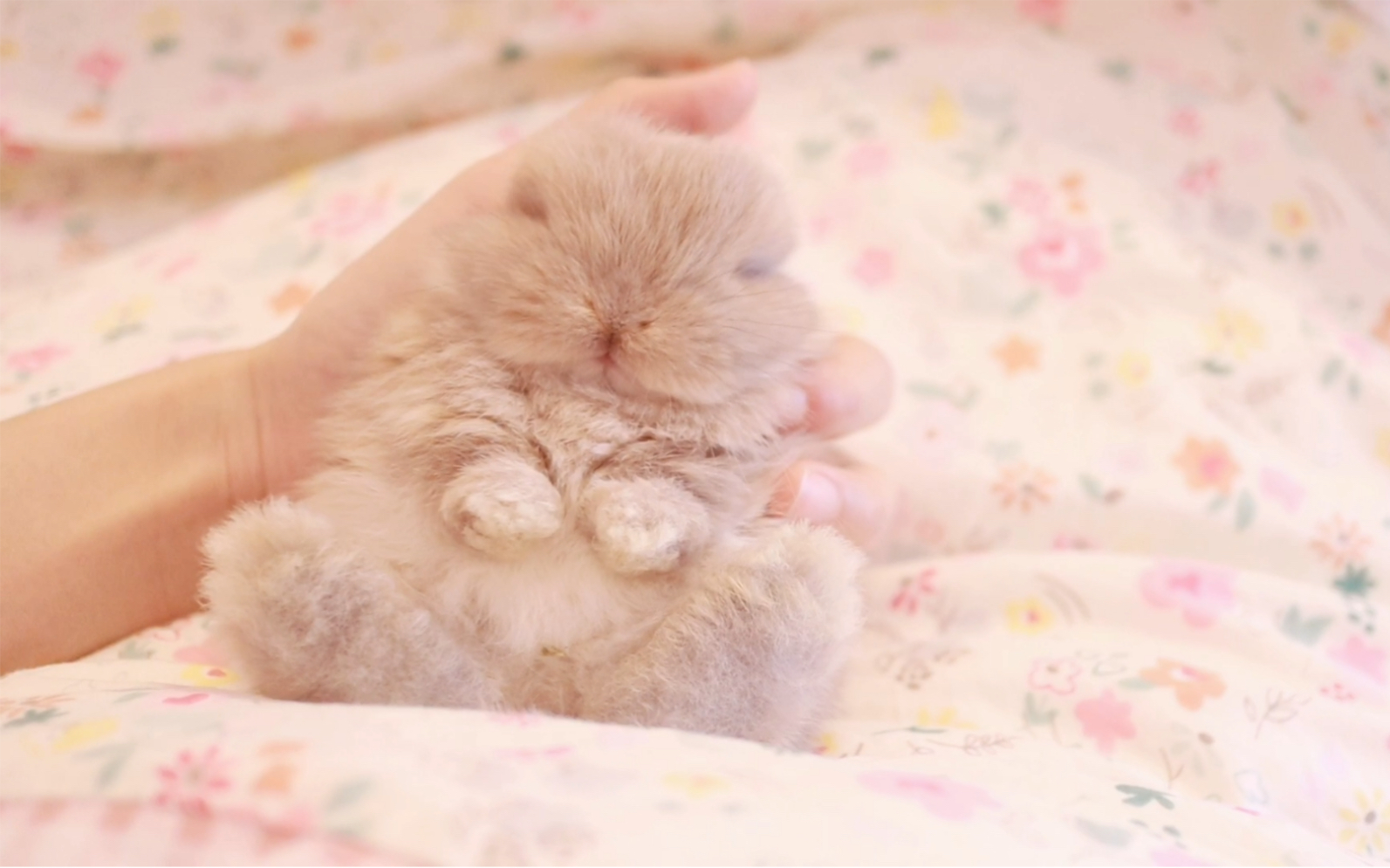 荷兰垂耳兔· 在桌上蹦跶的小精灵 兔子