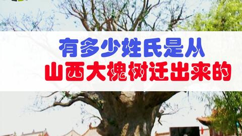 全国共有1230个姓氏是从这颗山西大槐树下迁移的 你的姓是吗 哔哩哔哩