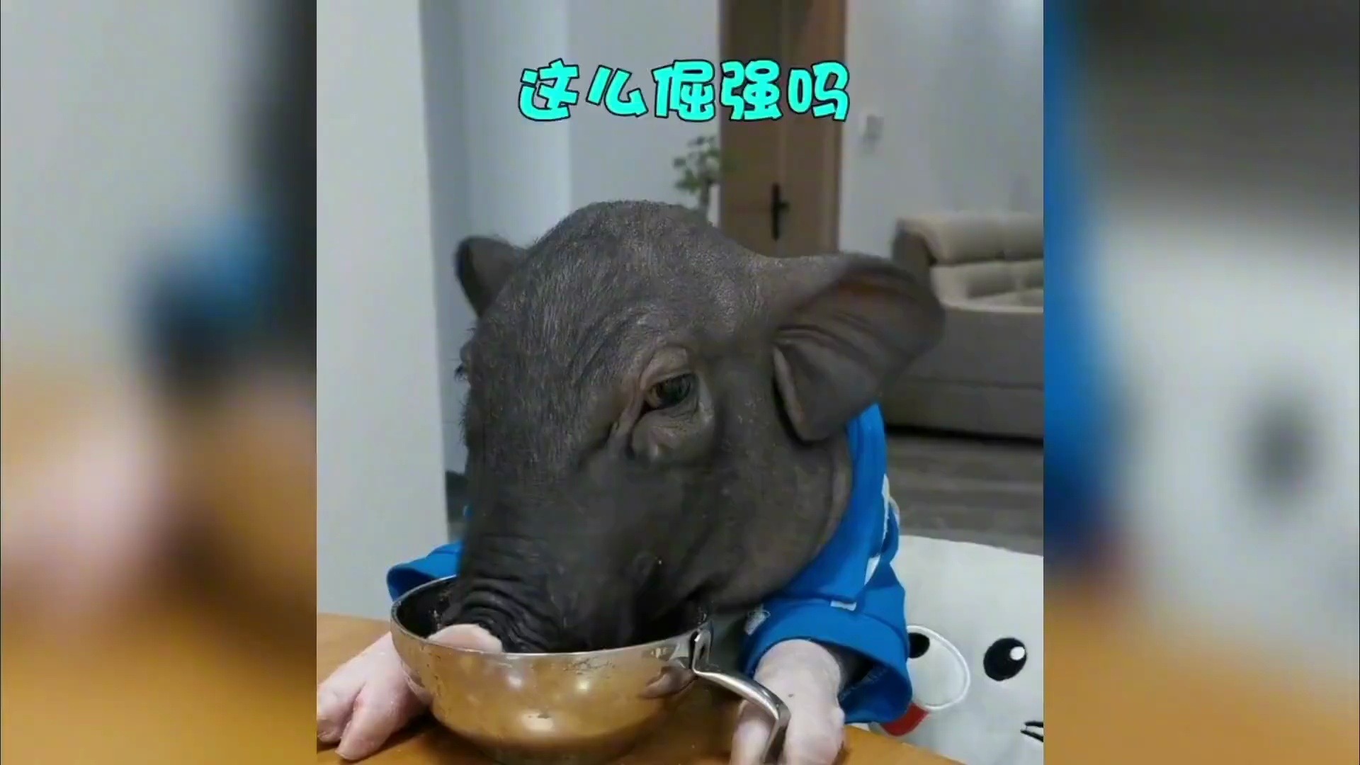 全网最像人的猪,也是一只爱喝酒的猪!
