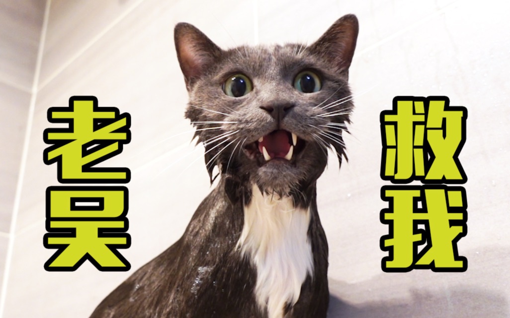 洗澡一点都不缩水的实心猫全程喵喵叫差点喊老吴
