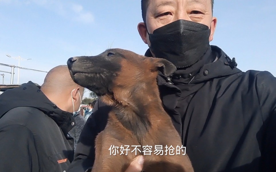 付款半个月才找到红马犬,漯河朋友太相信强哥了,非常感谢哔哩哔哩bilibili