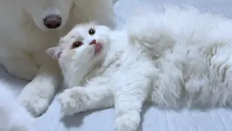 小猫会撒娇，小狗魂会飘