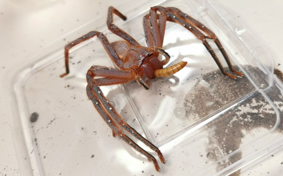 来自版纳的两个密毛巨蟹蛛成体母捕食