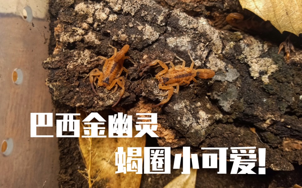 m异宠频道可爱的六只巴西金幽灵蝎开箱and造景