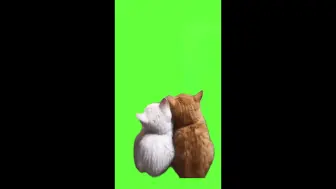 Download Video: 猫meme绿幕素材靠在一起猫